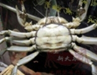 雌蟹(乸)